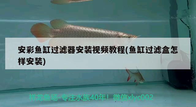 安彩鱼缸过滤器安装视频教程(鱼缸过滤盒怎样安装) 广州龙鱼批发市场