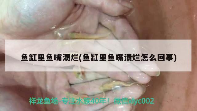 鱼缸里鱼嘴溃烂(鱼缸里鱼嘴溃烂怎么回事) 苏虎苗（苏门答腊虎鱼苗）