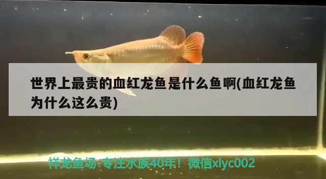 世界上最贵的血红龙鱼是什么鱼啊(血红龙鱼为什么这么贵)