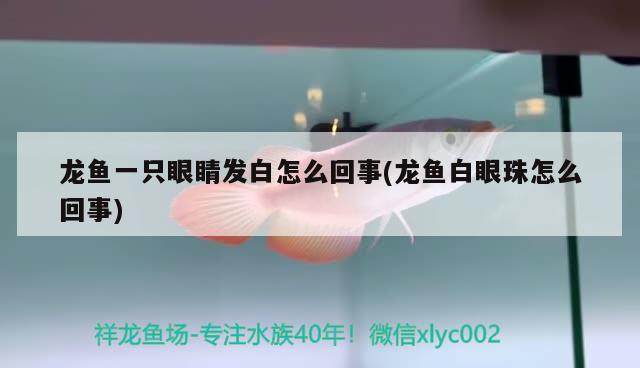 友谊观赏鱼批发市场(国内观赏鱼批发市场) 观赏鱼批发 第1张