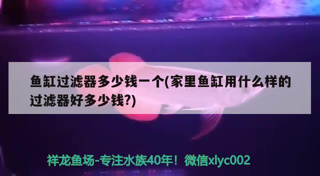 鱼缸过滤器多少钱一个(家里鱼缸用什么样的过滤器好多少钱?) 申古银版鱼