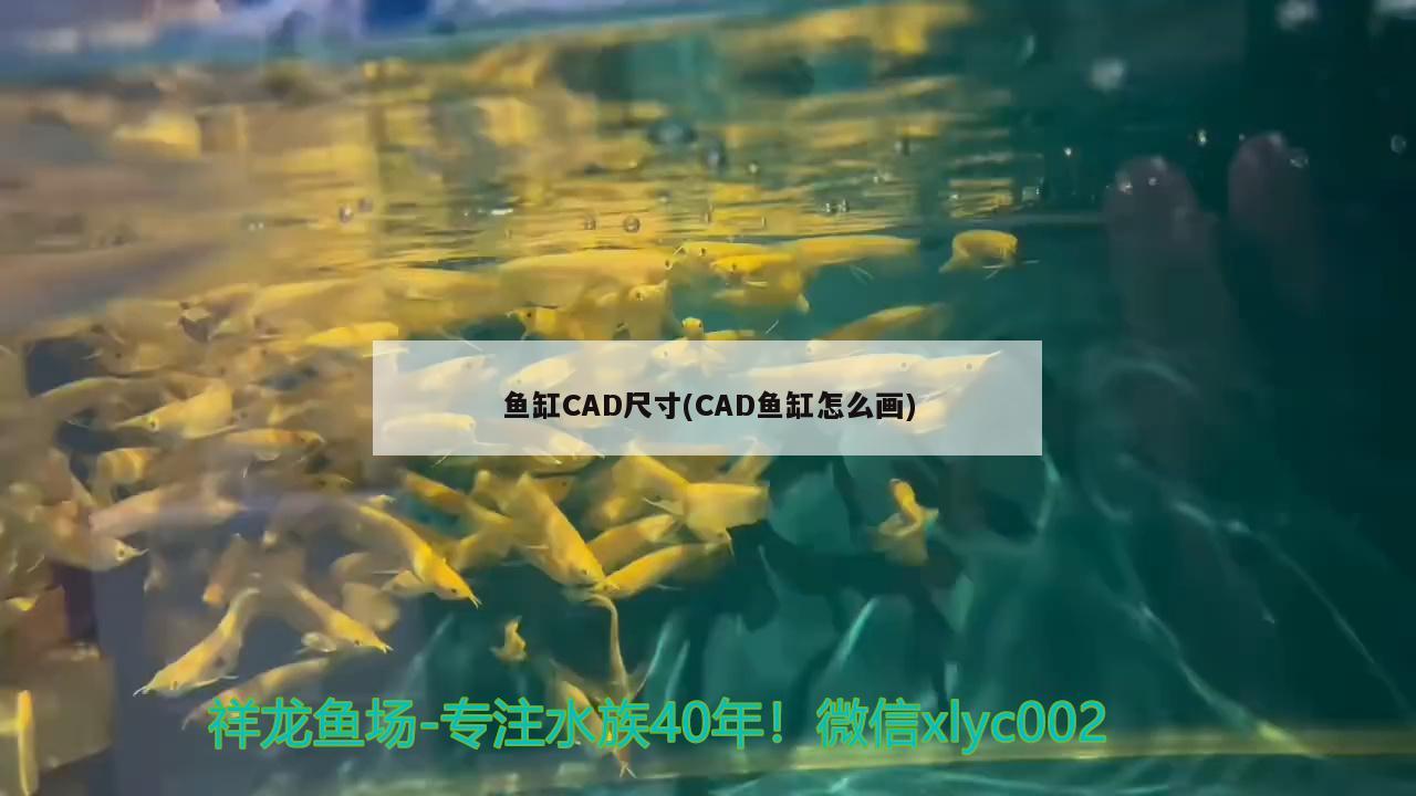 鱼缸CAD尺寸(CAD鱼缸怎么画) 斑马狗头鱼