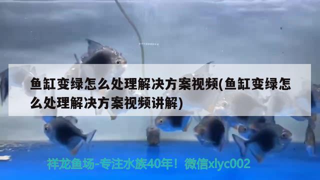 鱼缸变绿怎么处理解决方案视频(鱼缸变绿怎么处理解决方案视频讲解) 金龙福龙鱼