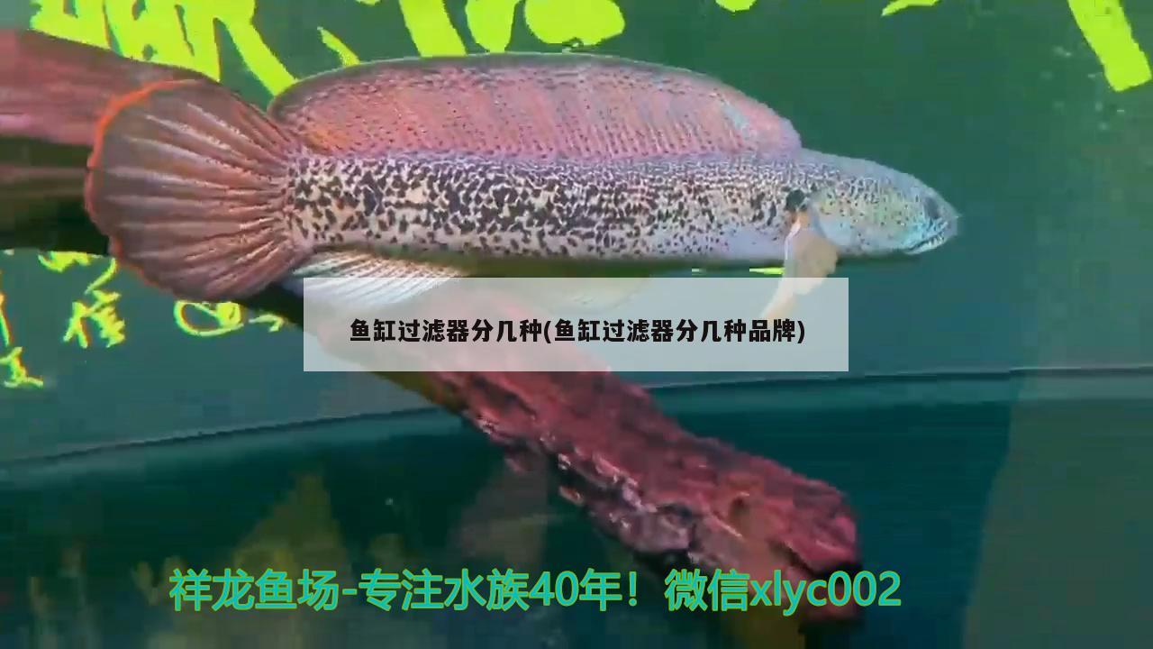 鱼缸过滤器分几种(鱼缸过滤器分几种品牌) 祥龙水族滤材/器材