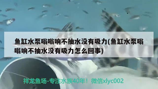 鱼缸水泵嗡嗡响不抽水没有吸力(鱼缸水泵嗡嗡响不抽水没有吸力怎么回事)