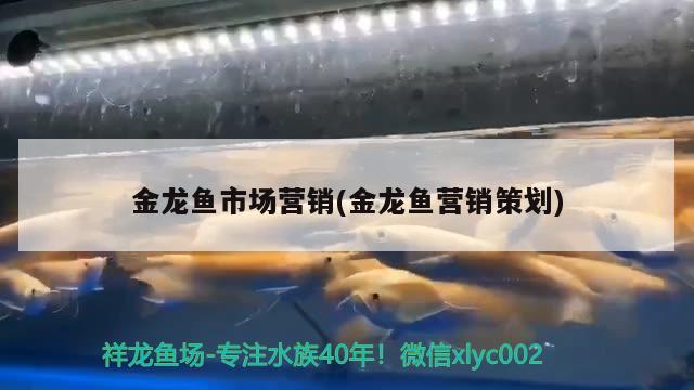 金龙鱼市场营销(金龙鱼营销策划) 成吉思汗鲨（球鲨）鱼 第2张