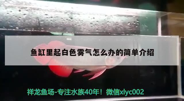 鱼缸里起白色雾气怎么办的简单介绍 罗汉鱼