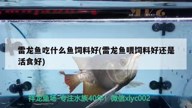 雷龙鱼吃什么鱼饲料好(雷龙鱼喂饲料好还是活食好) 龙凤鲤鱼 第2张