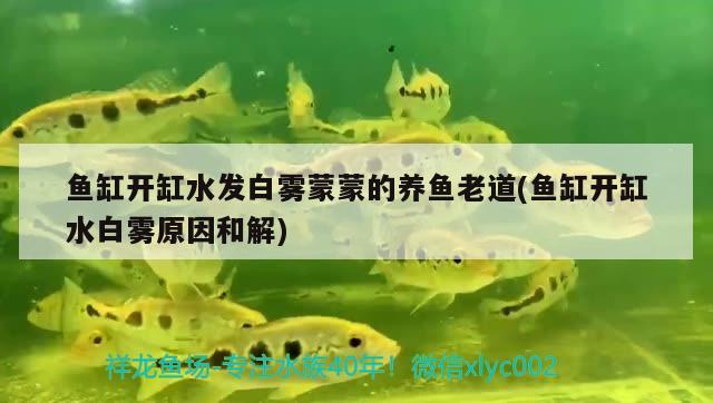 鱼缸开缸水发白雾蒙蒙的养鱼老道(鱼缸开缸水白雾原因和解) 水族用品