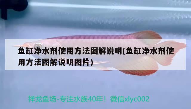 鱼缸净水剂使用方法图解说明(鱼缸净水剂使用方法图解说明图片) 罗汉鱼批发