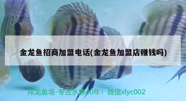 金龙鱼招商加盟电话(金龙鱼加盟店赚钱吗) 广州祥龙国际水族贸易