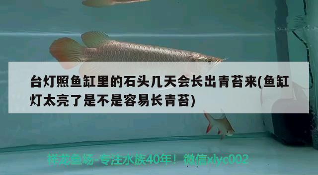 台灯照鱼缸里的石头几天会长出青苔来(鱼缸灯太亮了是不是容易长青苔) 罗汉鱼