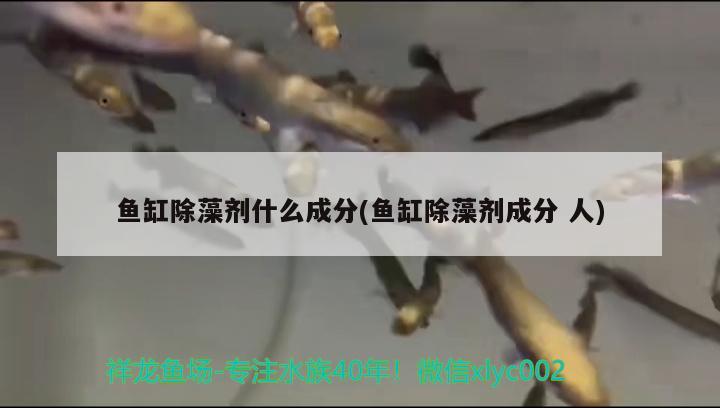 红煨小龙鱼的家常做法大全怎么做好吃龙鱼的做法大全，小龙鱼怎么做好吃 广州祥龙国际水族贸易 第2张