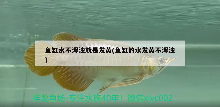 鱼缸水不浑浊就是发黄(鱼缸的水发黄不浑浊)