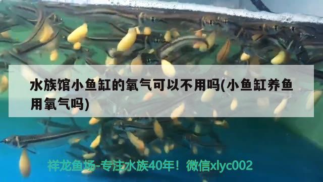 水族馆小鱼缸的氧气可以不用吗(小鱼缸养鱼用氧气吗) 野生埃及神仙鱼