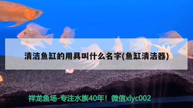 清洁鱼缸的用具叫什么名字(鱼缸清洁器) 锦鲤鱼