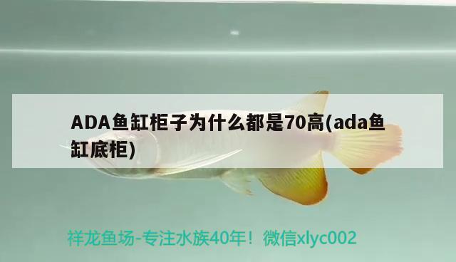 ADA鱼缸柜子为什么都是70高(ada鱼缸底柜)