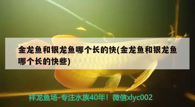 虎门哪里有卖鱼缸的：虎门哪里有卖鱼缸的实体店 观赏鱼市场 第2张