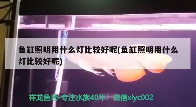 鱼缸照明用什么灯比较好呢(鱼缸照明用什么灯比较好呢) 观赏鱼