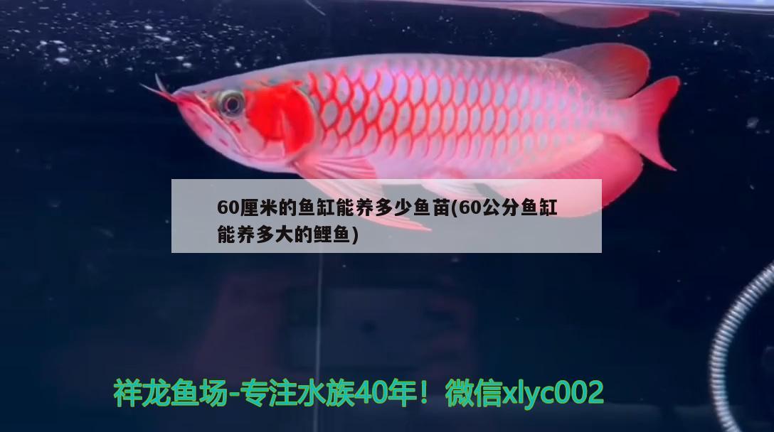 60厘米的鱼缸能养多少鱼苗(60公分鱼缸能养多大的鲤鱼) 南美异型鱼