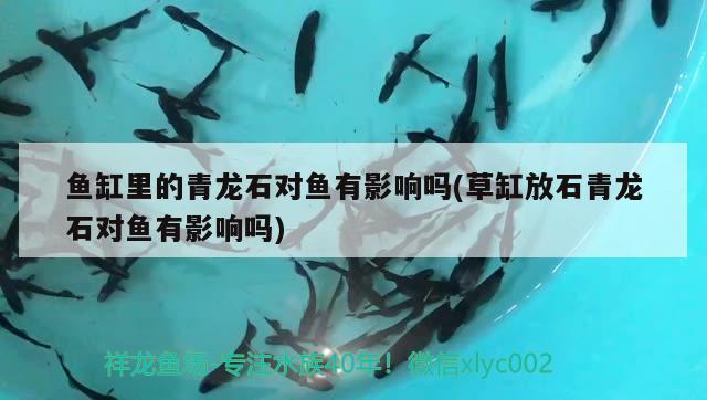 鱼胆中毒的鱼胆中毒有多可怕，鱼胆中毒有多可怕，鱼胆中毒，关于鱼胆中毒的一些问题