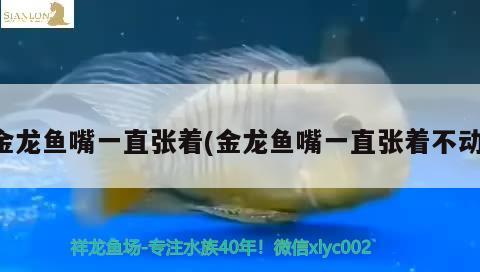 金龙鱼嘴一直张着(金龙鱼嘴一直张着不动) 祥龙龙鱼专用水族灯