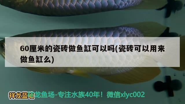 60厘米的瓷砖做鱼缸可以吗(瓷砖可以用来做鱼缸么)