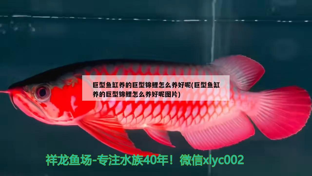 巨型鱼缸养的巨型锦鲤怎么养好呢(巨型鱼缸养的巨型锦鲤怎么养好呢图片) 麦肯斯银版鱼