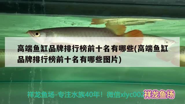 高端鱼缸品牌排行榜前十名有哪些(高端鱼缸品牌排行榜前十名有哪些图片) 大嘴鲸鱼