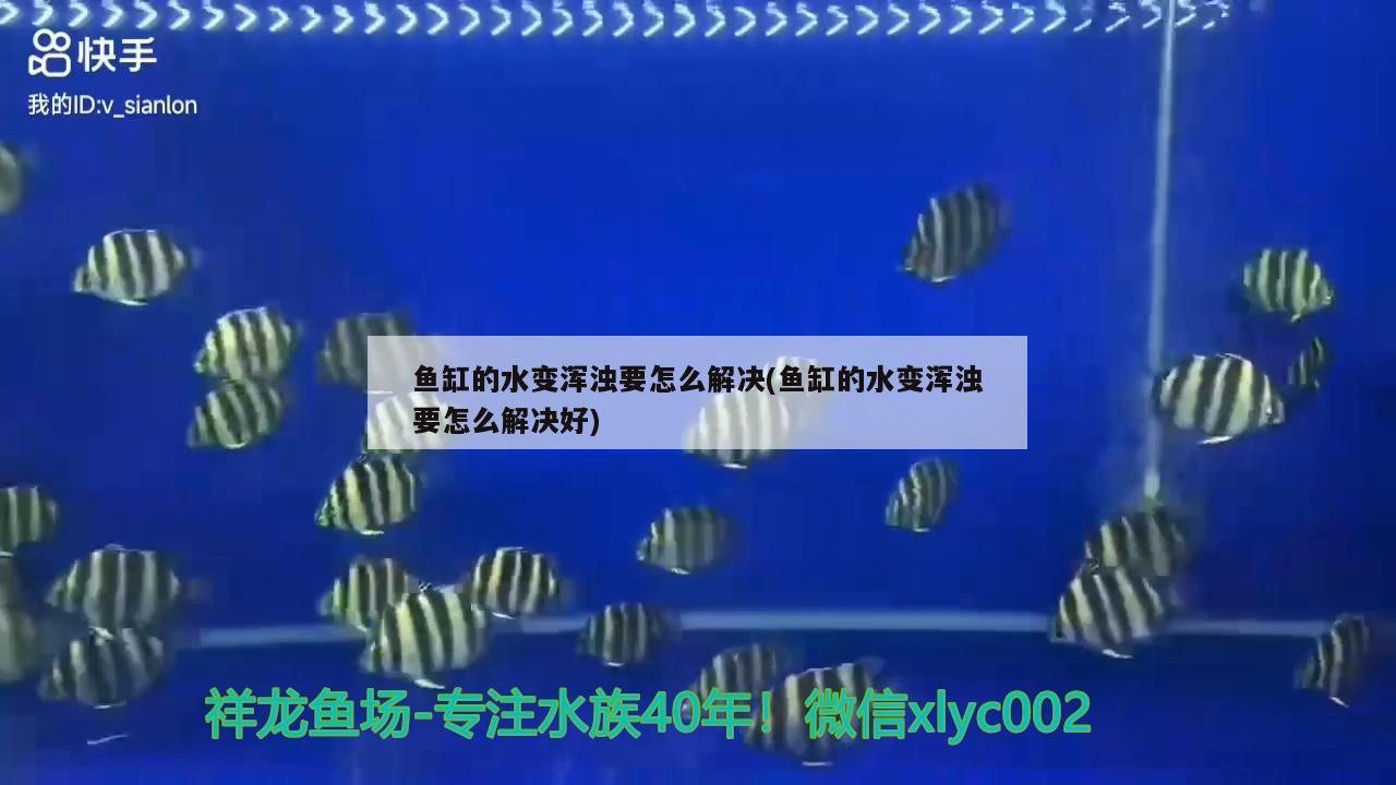 鱼缸的水变浑浊要怎么解决(鱼缸的水变浑浊要怎么解决好) 斑马狗头鱼