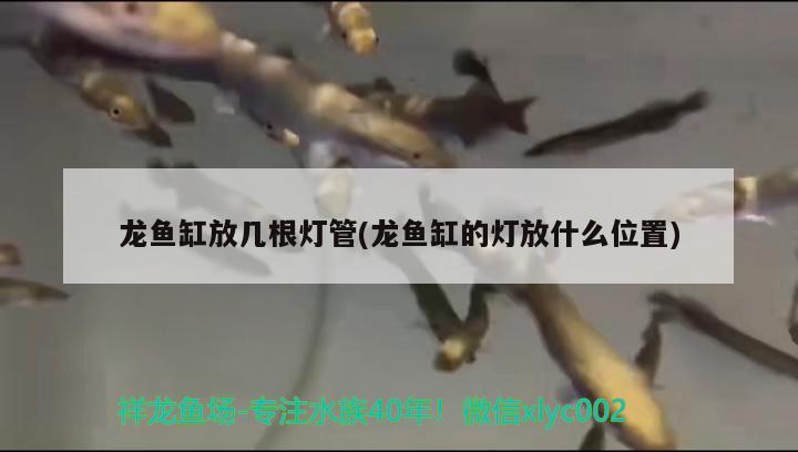 龙鱼缸放几根灯管(龙鱼缸的灯放什么位置)