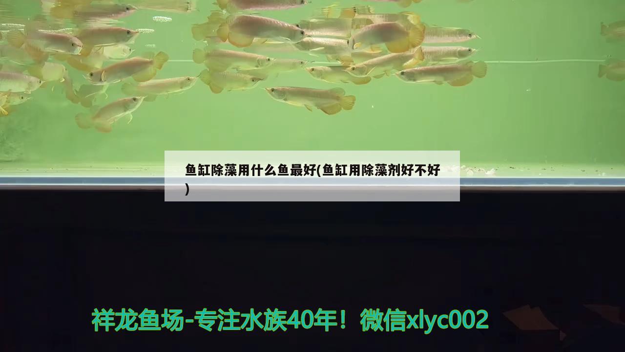 鱼缸除藻用什么鱼最好(鱼缸用除藻剂好不好) 金龙鱼粮