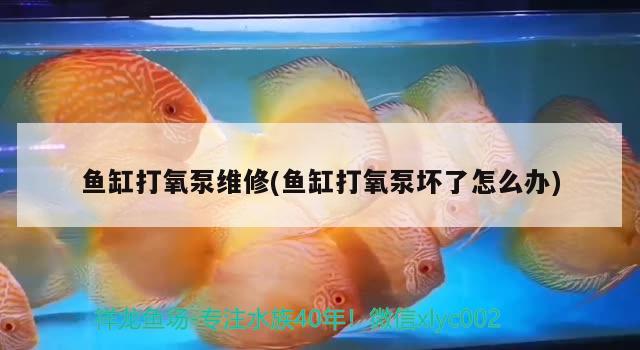 鱼缸打氧泵维修(鱼缸打氧泵坏了怎么办) 鱼缸/水族箱