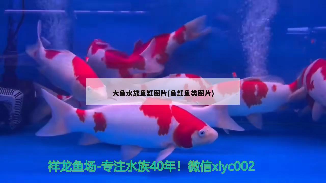 大鱼水族鱼缸图片(鱼缸鱼类图片) 羽毛刀鱼苗