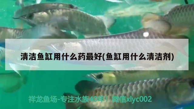 清洁鱼缸用什么药最好(鱼缸用什么清洁剂)