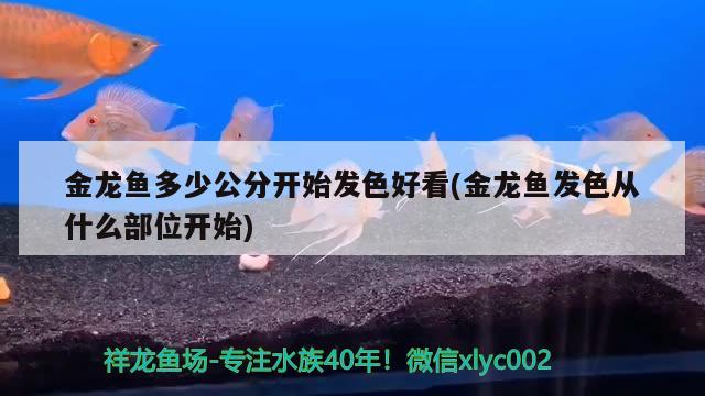 金龙鱼多少公分开始发色好看(金龙鱼发色从什么部位开始) 月光鸭嘴鱼苗