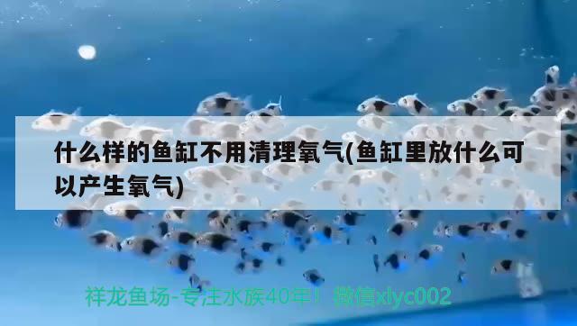 什么样的鱼缸不用清理氧气(鱼缸里放什么可以产生氧气)