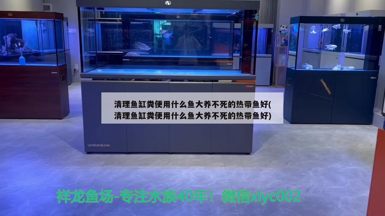 清理鱼缸粪便用什么鱼大养不死的热带鱼好(清理鱼缸粪便用什么鱼大养不死的热带鱼好) 黑桃A鱼苗