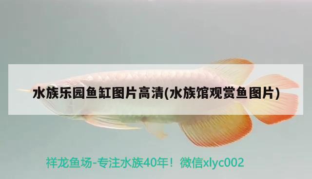 水族乐园鱼缸图片高清(水族馆观赏鱼图片) 帝王迷宫