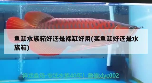 鱼缸水族箱好还是裸缸好用(买鱼缸好还是水族箱)