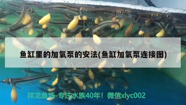 鱼缸里的加氧泵的安法(鱼缸加氧泵连接图) 广州祥龙国际水族贸易