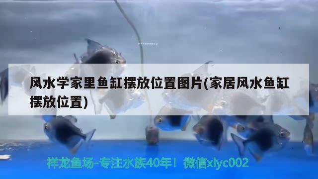 风水学家里鱼缸摆放位置图片(家居风水鱼缸摆放位置) 鱼缸风水