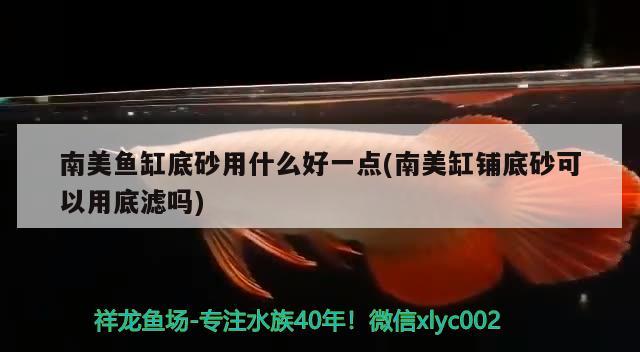 龙鱼价值多少钱一只图片：龙鱼市场价多少钱一斤 广州水族批发市场 第2张