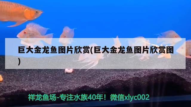 巨大金龙鱼图片欣赏(巨大金龙鱼图片欣赏图)