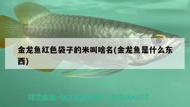 红龙鱼什么时候发色？，红龙鱼30公分不发色怎么回事红龙鱼发色怎么回事