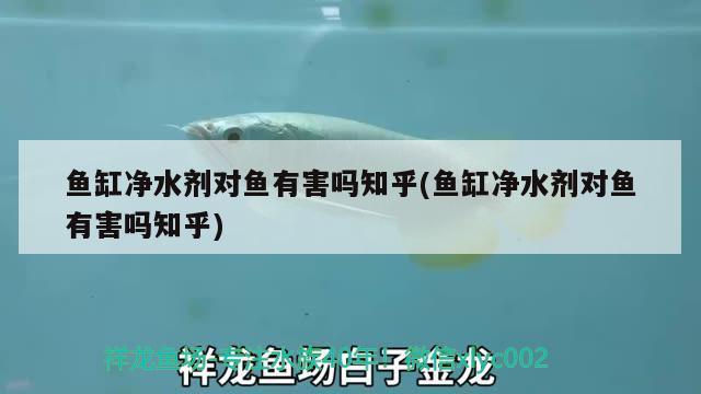 鱼缸净水剂对鱼有害吗知乎(鱼缸净水剂对鱼有害吗知乎) 蝴蝶鲤