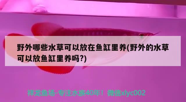 野外哪些水草可以放在鱼缸里养(野外的水草可以放鱼缸里养吗?)