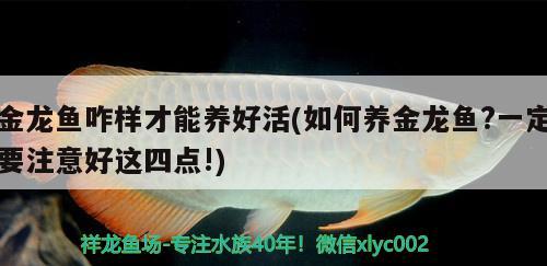 金龙鱼咋样才能养好活(如何养金龙鱼?一定要注意好这四点!)