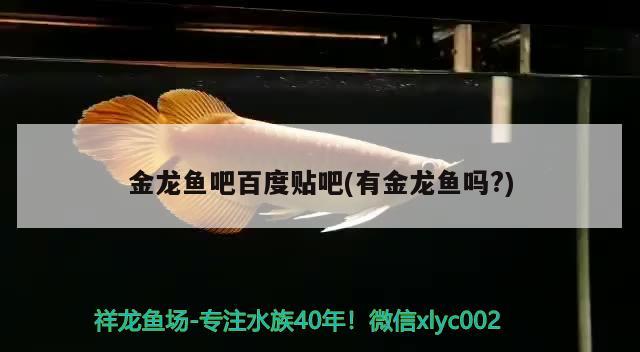 金龙鱼吧百度贴吧(有金龙鱼吗?) 巴西亚鱼