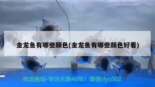 金龙鱼有哪些颜色(金龙鱼有哪些颜色好看)